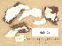  (Oligoporus romellii - H6012965)  @11 [ ] Copyright (2012) Diana Weckman Botanical Museum, Finnish Museum of Natural History, University of Helsinki
