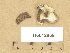  (Polyporus ciliatus - H6012969)  @11 [ ] Copyright (2012) Diana Weckman Botanical Museum, Finnish Museum of Natural History, University of Helsinki