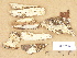  (Hyphodontia aspera - H6013167)  @11 [ ] Copyright (2012) Diana Weckman Botanical Museum, Finnish Museum of Natural History, University of Helsinki
