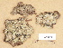  (Dacrymyces sp - H6013316)  @11 [ ] Copyright (2012) Diana Weckman Botanical Museum, Finnish Museum of Natural History, University of Helsinki