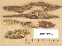  (Dacrymyces stillatus cf - H6013319)  @11 [ ] Copyright (2012) Diana Weckman Botanical Museum, Finnish Museum of Natural History, University of Helsinki
