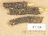  ( - H6013320)  @11 [ ] Copyright (2012) Diana Weckman Botanical Museum, Finnish Museum of Natural History, University of Helsinki