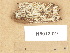  (Hypochnicium eichleri - H6013327)  @11 [ ] Copyright (2012) Diana Weckman Botanical Museum, Finnish Museum of Natural History, University of Helsinki