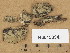  ( - H6013334.1)  @11 [ ] Copyright (2013) Diana Weckman Botanical Museum, Finnish Museum of Natural History, University of Helsinki