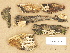 (Steccherinum ochraceum - H6013338)  @11 [ ] Copyright (2012) Diana Weckman Botanical Museum, Finnish Museum of Natural History, University of Helsinki