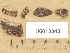  ( - H6013343)  @11 [ ] Copyright (2012) Diana Weckman Botanical Museum, Finnish Museum of Natural History, University of Helsinki