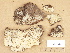  (Hypochnicium punctulatum - H6013344)  @11 [ ] Copyright (2012) Diana Weckman Botanical Museum, Finnish Museum of Natural History, University of Helsinki