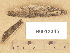  ( - H6013345)  @11 [ ] Copyright (2012) Diana Weckman Botanical Museum, Finnish Museum of Natural History, University of Helsinki