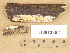  ( - H6013352)  @11 [ ] Copyright (2012) Diana Weckman Botanical Museum, Finnish Museum of Natural History, University of Helsinki