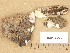  ( - H6013353)  @11 [ ] Copyright (2012) Diana Weckman Botanical Museum, Finnish Museum of Natural History, University of Helsinki