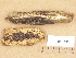  (Dacrymyces enatus - H6013355)  @11 [ ] Copyright (2012) Diana Weckman Botanical Museum, Finnish Museum of Natural History, University of Helsinki