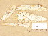  (Athelia neuhoffii cf - H6013360)  @11 [ ] Copyright (2012) Diana Weckman Botanical Museum, Finnish Museum of Natural History, University of Helsinki