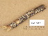  (Phlebia cf. lilascens - H6013455)  @11 [ ] Copyright (2013) Diana Weckman Botanical Museum, Finnish Museum of Natural History, University of Helsinki
