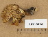  ( - H6013464)  @11 [ ] Copyright (2013) Diana Weckman Botanical Museum, Finnish Museum of Natural History, University of Helsinki