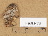  (Athelia sp - H6013470)  @11 [ ] Copyright (2013) Diana Weckman Botanical Museum, Finnish Museum of Natural History, University of Helsinki