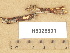  ( - H6026801)  @11 [ ] Copyright (2012) Diana Weckman Botanical Museum, Finnish Museum of Natural History, University of Helsinki
