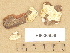  (Antrodia ramentacea - H6026958)  @11 [ ] Copyright (2012) Diana Weckman Botanical Museum, Finnish Museum of Natural History, University of Helsinki