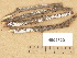  (Athelia fibulata - H6028291)  @11 [ ] Copyright (2012) Diana Weckman Botanical Museum, Finnish Museum of Natural History, University of Helsinki