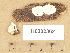  (Spongiporus undosus - H6032362)  @11 [ ] Copyright (2012) Diana Weckman Botanical Museum, Finnish Museum of Natural History, University of Helsinki