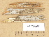  (Athelia acrospora - H6032363)  @11 [ ] Copyright (2012) Diana Weckman Botanical Museum, Finnish Museum of Natural History, University of Helsinki