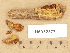  ( - H6032377)  @11 [ ] Copyright (2012) Diana Weckman Botanical Museum, Finnish Museum of Natural History, University of Helsinki