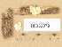  (Postia lactea coll - H6032379)  @11 [ ] Copyright (2012) Diana Weckman Botanical Museum, Finnish Museum of Natural History, University of Helsinki