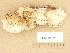 ( - H6032381)  @11 [ ] Copyright (2012) Diana Weckman Botanical Museum, Finnish Museum of Natural History, University of Helsinki
