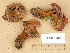  (Coltricia cinnamomea - H6032384)  @11 [ ] Copyright (2012) Diana Weckman Botanical Museum, Finnish Museum of Natural History, University of Helsinki