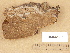  (Phellinus laevigatus - H6032386)  @11 [ ] Copyright (2012) Diana Weckman Botanical Museum, Finnish Museum of Natural History, University of Helsinki