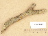  ( - H6032390)  @11 [ ] Copyright (2012) Diana Weckman Botanical Museum, Finnish Museum of Natural History, University of Helsinki