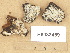  (Hypochnicium albostramineum - H6033469)  @11 [ ] Copyright (2012) Diana Weckman Botanical Museum, Finnish Museum of Natural History, University of Helsinki