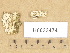  (Hyphoderma cremeoalbum - H6033474)  @11 [ ] Copyright (2012) Diana Weckman Botanical Museum, Finnish Museum of Natural History, University of Helsinki