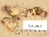  ( - H6033480)  @11 [ ] Copyright (2012) Diana Weckman Botanical Museum, Finnish Museum of Natural History, University of Helsinki