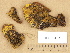  ( - H6033481)  @11 [ ] Copyright (2012) Diana Weckman Botanical Museum, Finnish Museum of Natural History, University of Helsinki