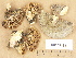  (Lenzites betulinus - H6033483)  @11 [ ] Copyright (2012) Diana Weckman Botanical Museum, Finnish Museum of Natural History, University of Helsinki
