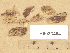  (Dacrymyces lacrymalis cf - H6033484)  @11 [ ] Copyright (2012) Diana Weckman Botanical Museum, Finnish Museum of Natural History, University of Helsinki