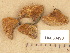 (Phellinus hippophaeicola - H6033490)  @11 [ ] Copyright (2012) Diana Weckman Botanical Museum, Finnish Museum of Natural History, University of Helsinki