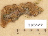  (Phylloporia - H6033492)  @11 [ ] Copyright (2012) Diana Weckman Botanical Museum, Finnish Museum of Natural History, University of Helsinki