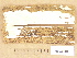  (Skeletocutis papyracea - H6033496)  @11 [ ] Copyright (2012) Diana Weckman Botanical Museum, Finnish Museum of Natural History, University of Helsinki