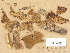  (Hymenochaete cinnamomea - H6033501)  @11 [ ] Copyright (2012) Diana Weckman Botanical Museum, Finnish Museum of Natural History, University of Helsinki