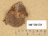  (Phellinus punctatus - H6034675)  @11 [ ] Copyright (2014) Diana Weckman Botanical Museum, Finnish Museum of Natural History, University of Helsinki