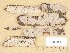  ( - H6036794)  @11 [ ] Copyright (2013) Diana Weckman Botanical Museum, Finnish Museum of Natural History, University of Helsinki