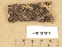  (Peniophora cuercina - H6036808)  @11 [ ] Copyright (2013) Diana Weckman Botanical Museum, Finnish Museum of Natural History, University of Helsinki