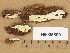  (Postia - H6036890)  @11 [ ] Copyright (2013) Diana Weckman Botanical Museum, Finnish Museum of Natural History, University of Helsinki