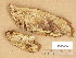  ( - H6045688)  @11 [ ] Copyright (2014) Diana Weckman Botanical Museum, Finnish Museum of Natural History, University of Helsinki