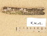  ( - H6045703)  @11 [ ] Copyright (2014) Diana Weckman Botanical Museum, Finnish Museum of Natural History, University of Helsinki