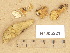  ( - H7005221)  @11 [ ] Copyright (2012) Diana Weckman Botanical Museum, Finnish Museum of Natural History, University of Helsinki