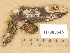  ( - H7005545)  @11 [ ] Copyright (2012) Diana Weckman Botanical Museum, Finnish Museum of Natural History, University of Helsinki