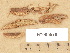  (Tubulicrinis hirtellus - H7005570)  @11 [ ] Copyright (2012) Diana Weckman Botanical Museum, Finnish Museum of Natural History, University of Helsinki