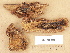  (Aurantiporus priscus - H7005696)  @11 [ ] Copyright (2012) Diana Weckman Botanical Museum, Finnish Museum of Natural History, University of Helsinki